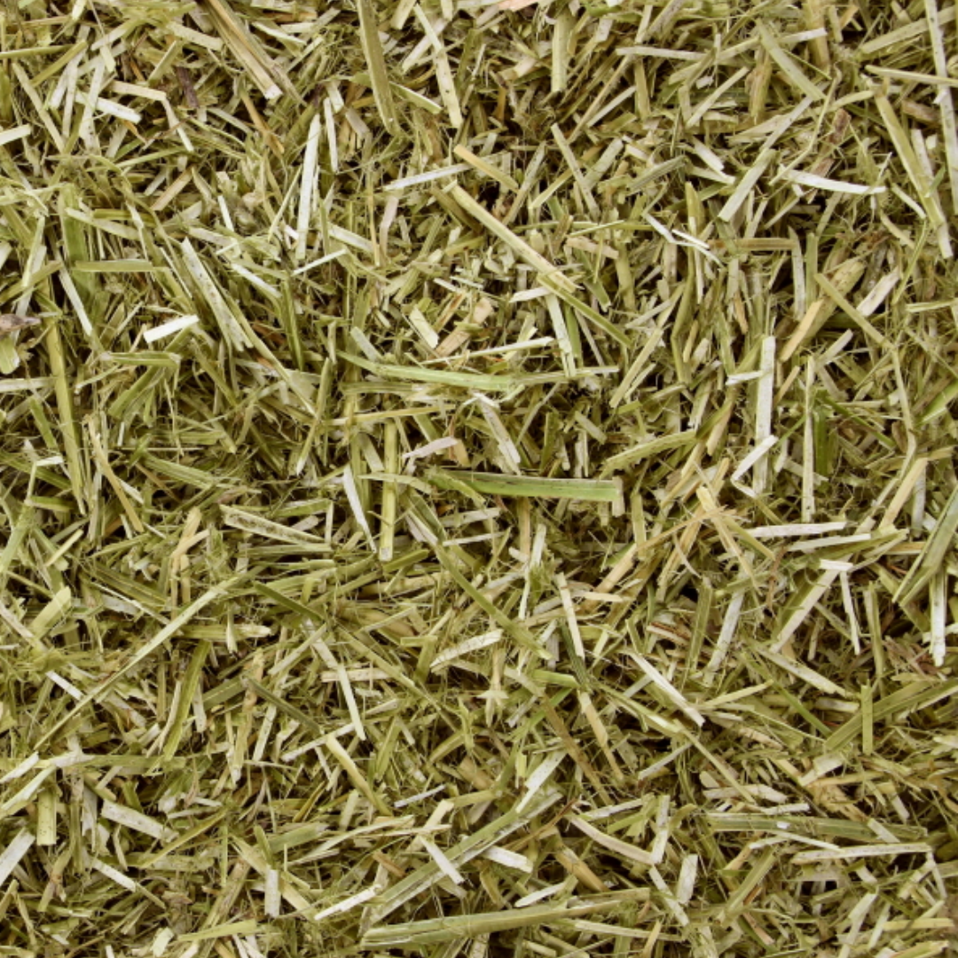 HugHo Grove Lucerne | 10 kg